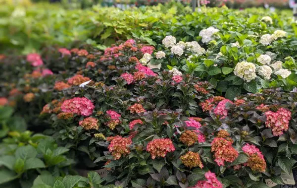 Plant Guarantee